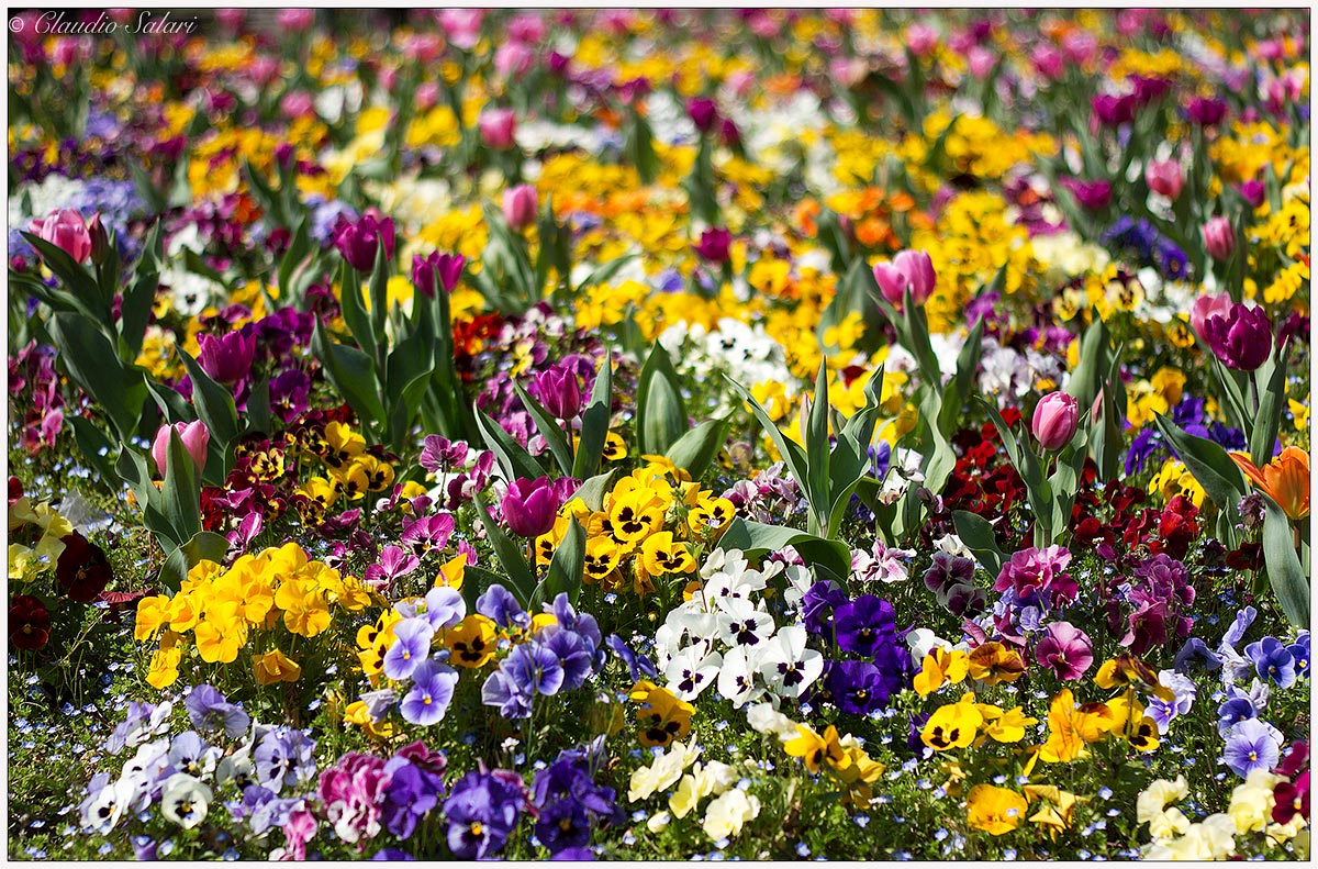 La Primavera a Milano...