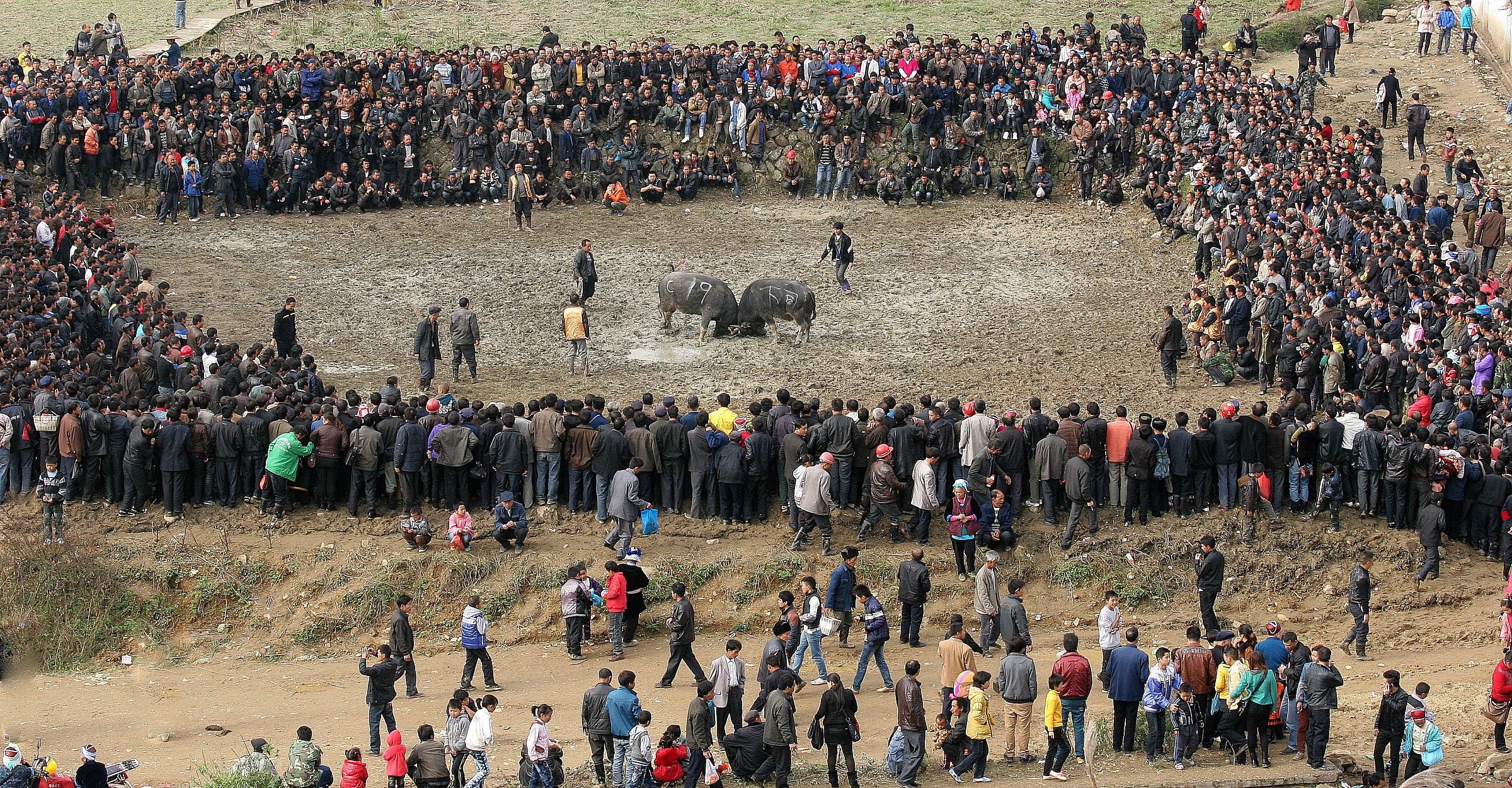 17 -Combattimento animali-Yunnan...