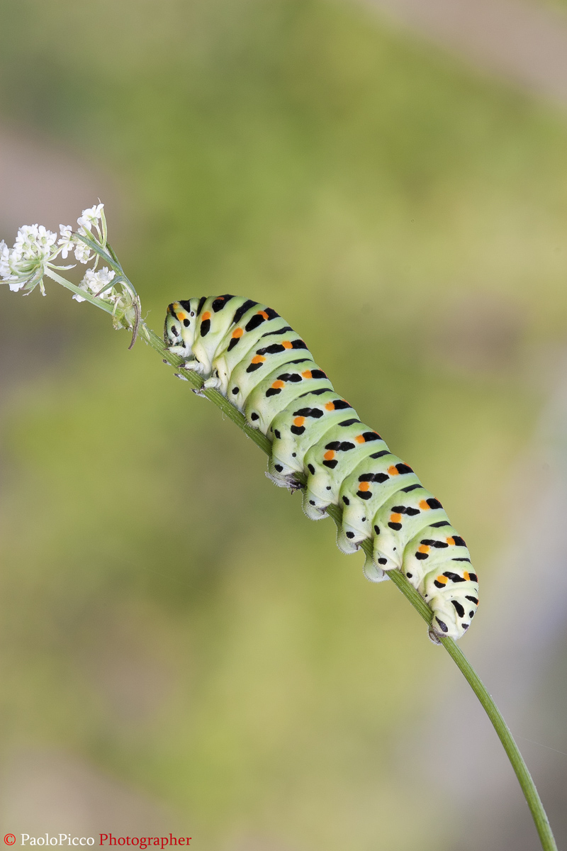 Swallowtail caterpillar...