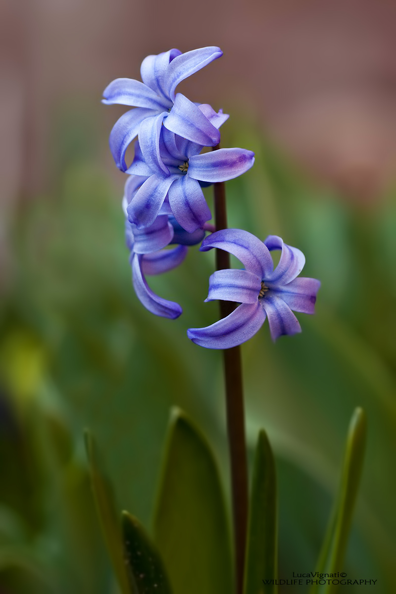 hyacinth...