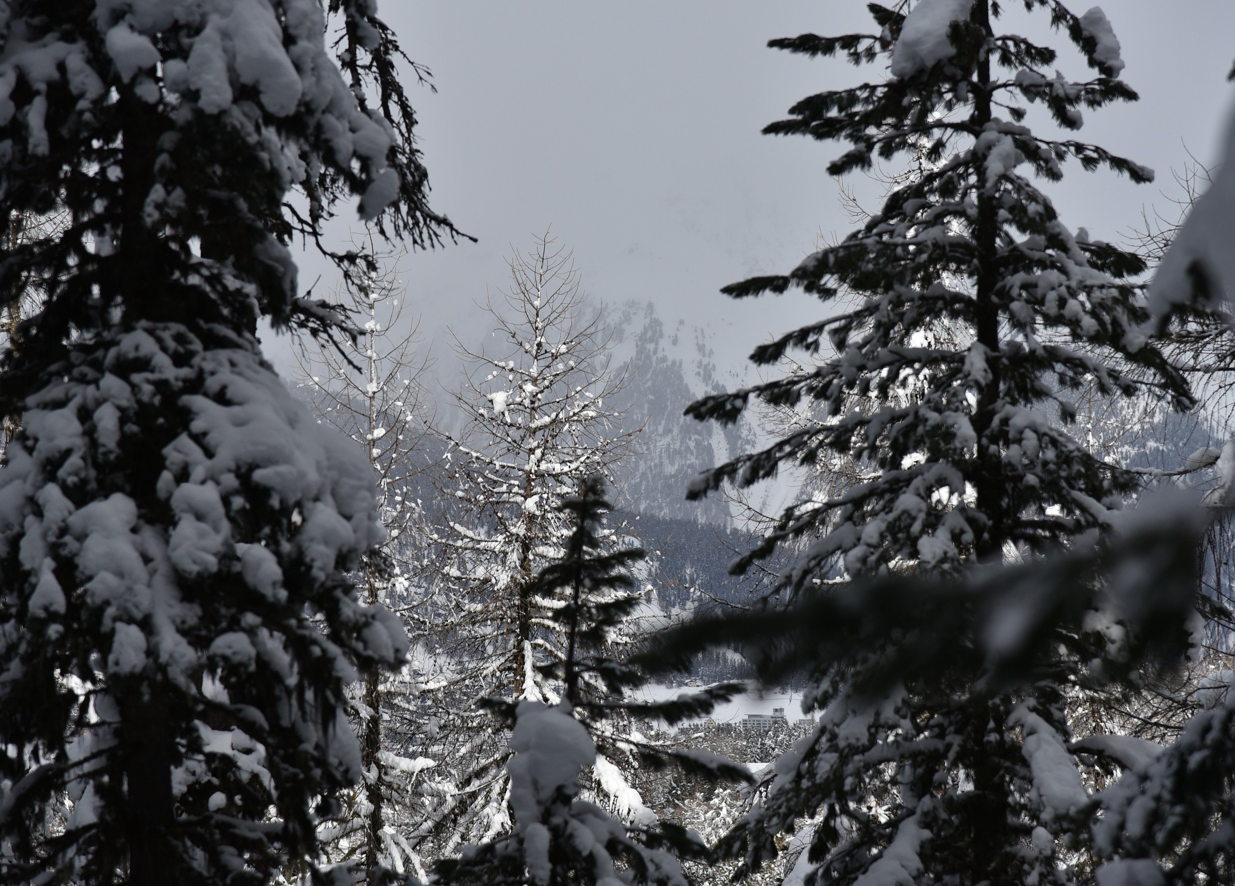 15 - among the pine trees in the snow-covered path...