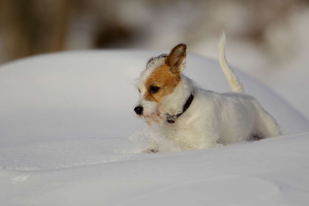 Dog Snow 2...