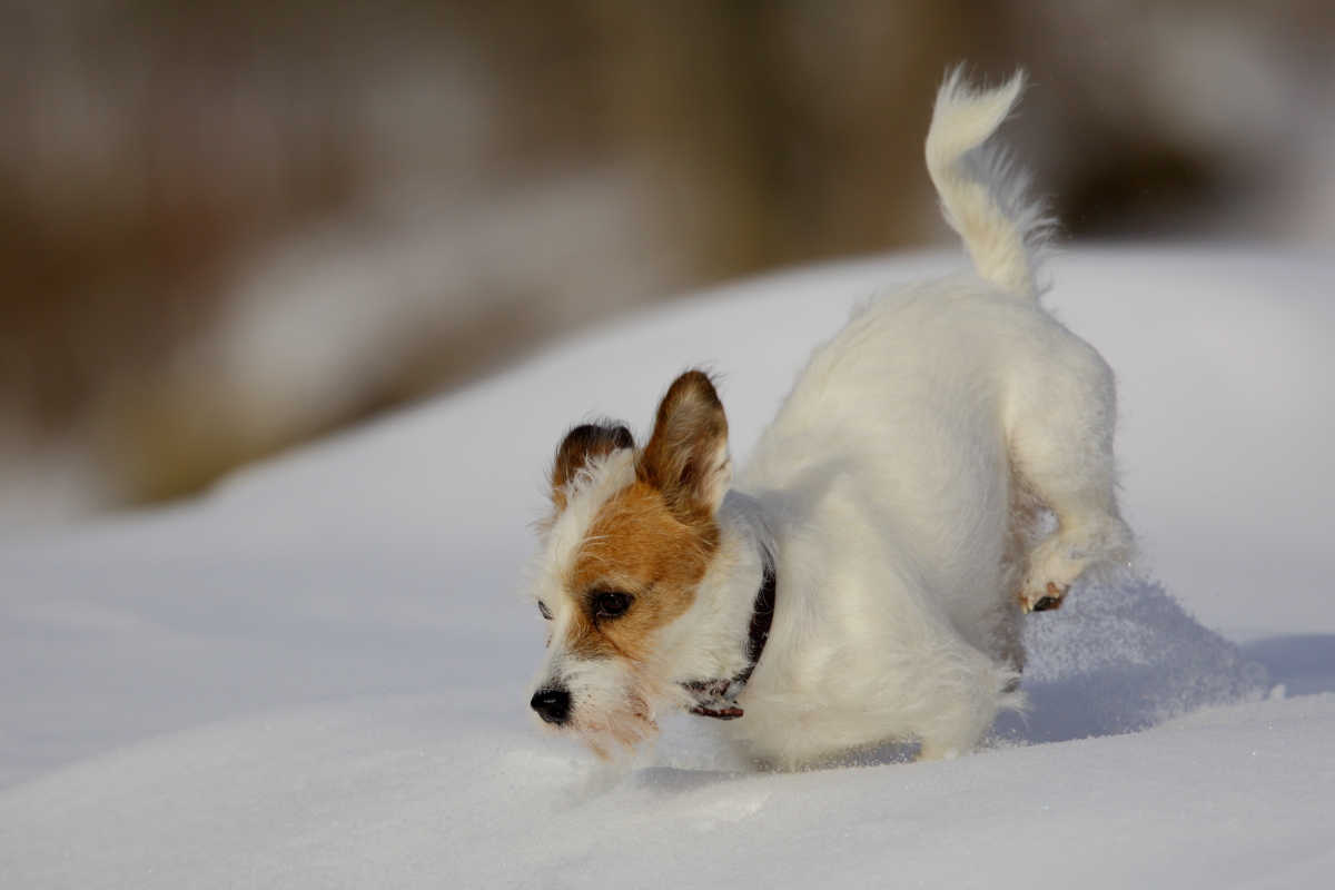 Dog Snow 3...