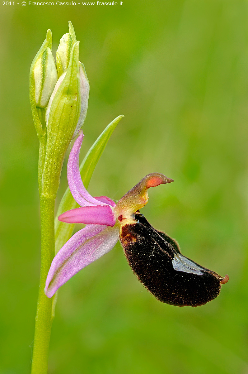 Ophrys bertolonii...