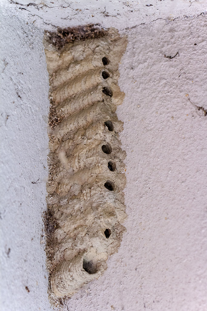 Wasps Nest potters...