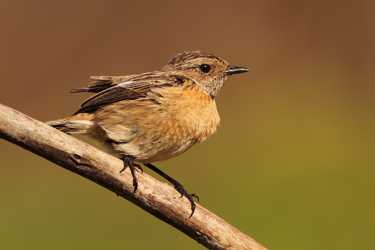 And Mrs. Stonechat .... .......