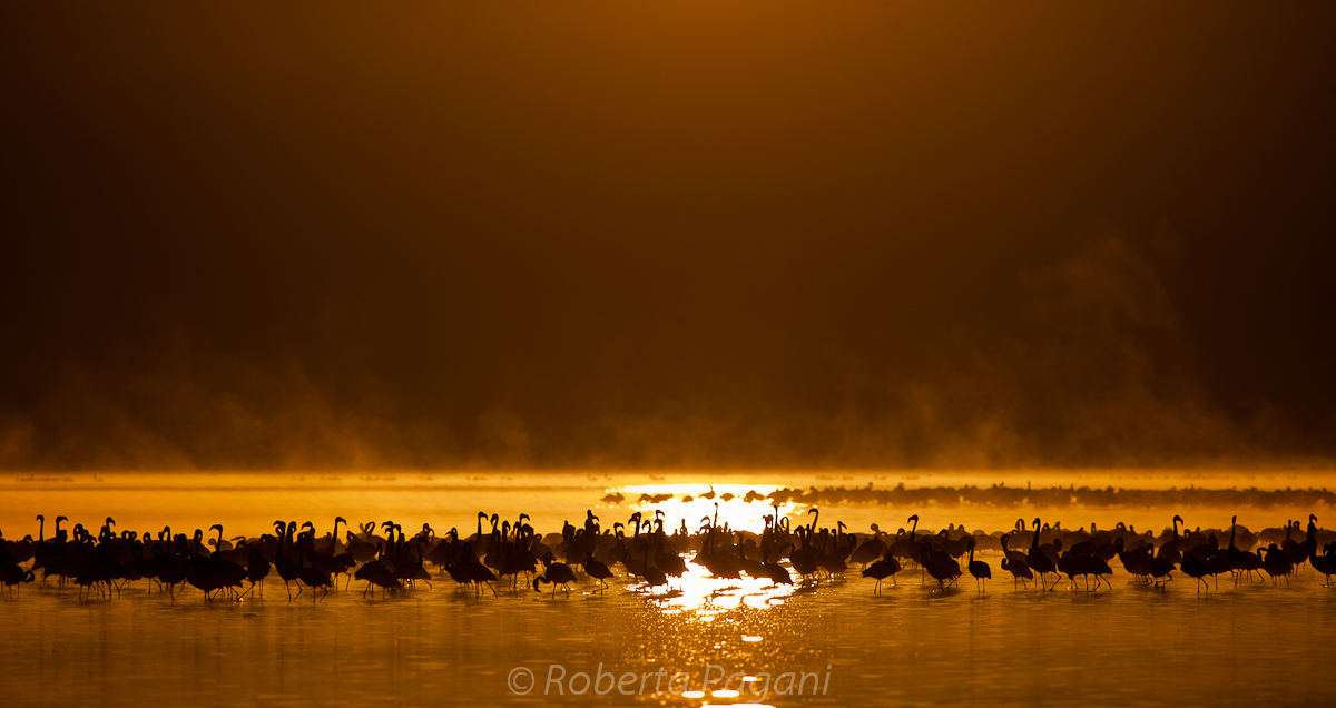 Flamingos at dawn...
