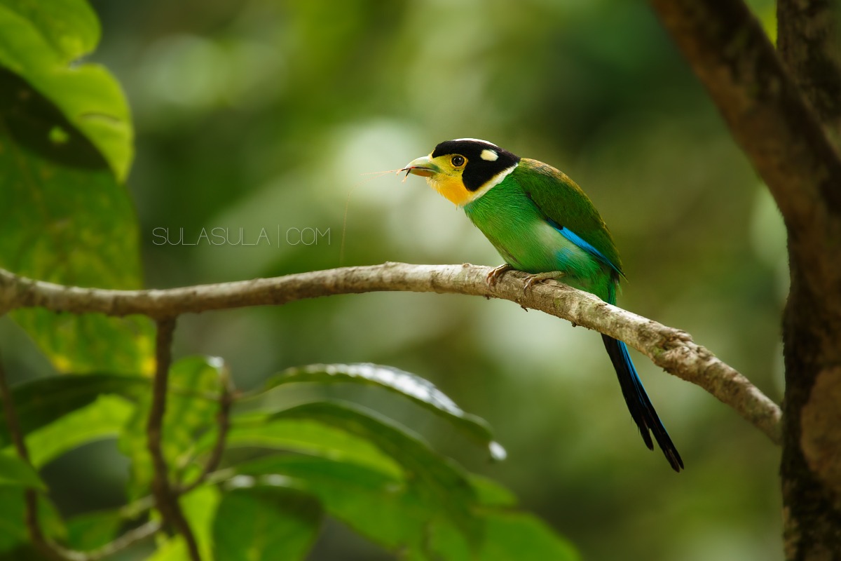 Broadbill munito lungo | ThailandBroadbill...