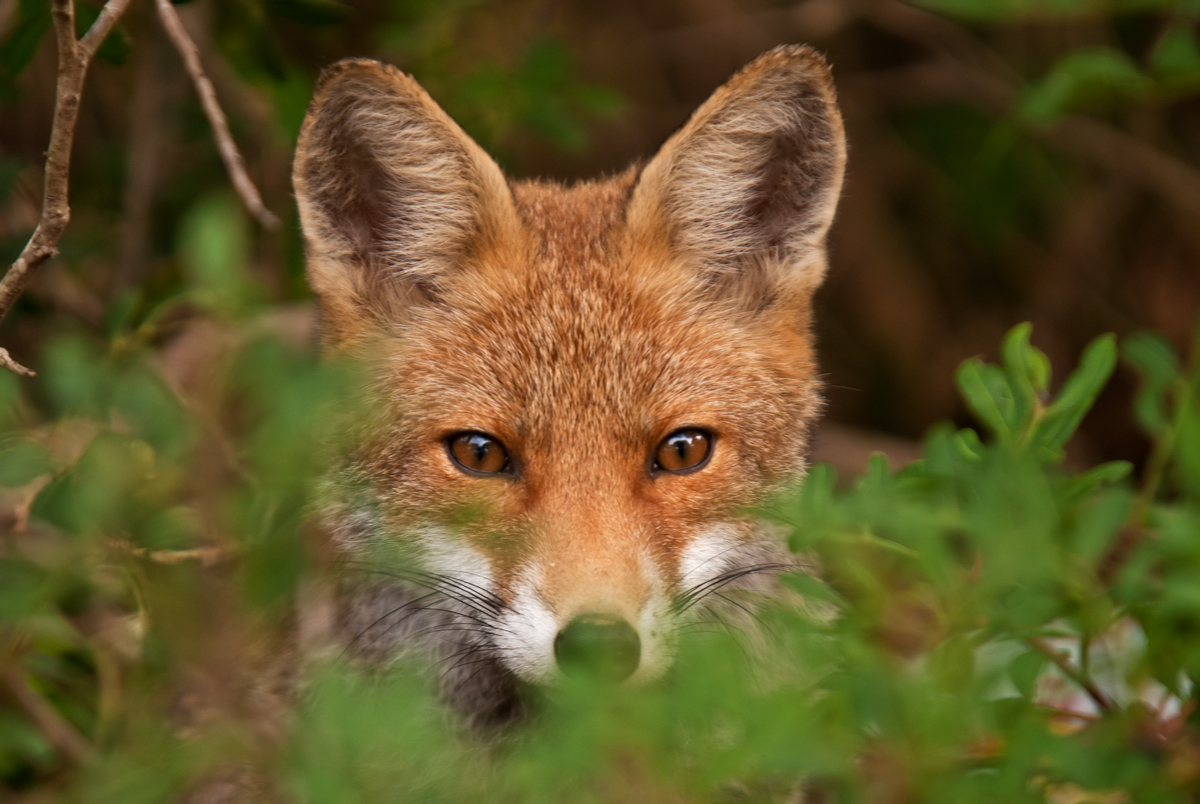 the eyes of the fox...