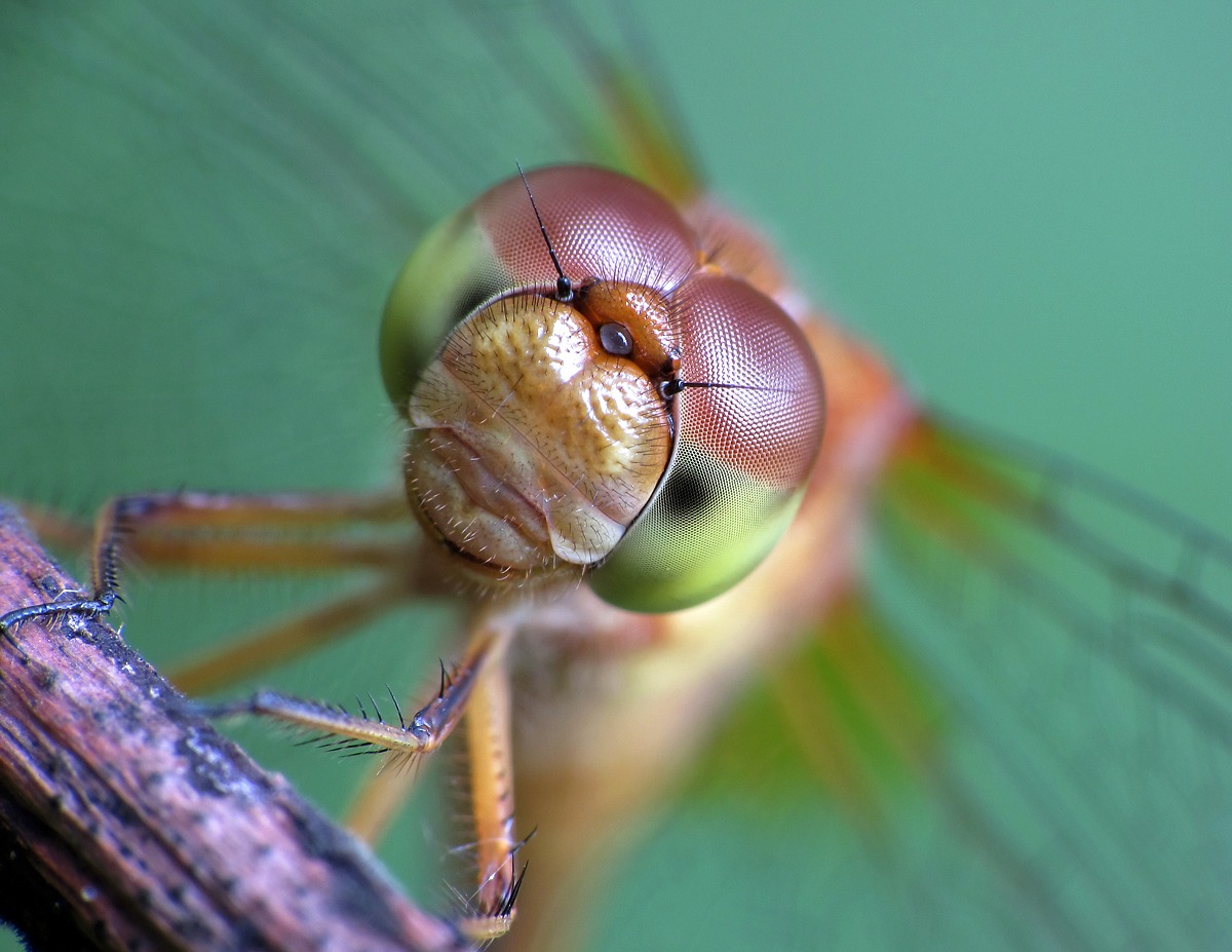 Dragon Face...