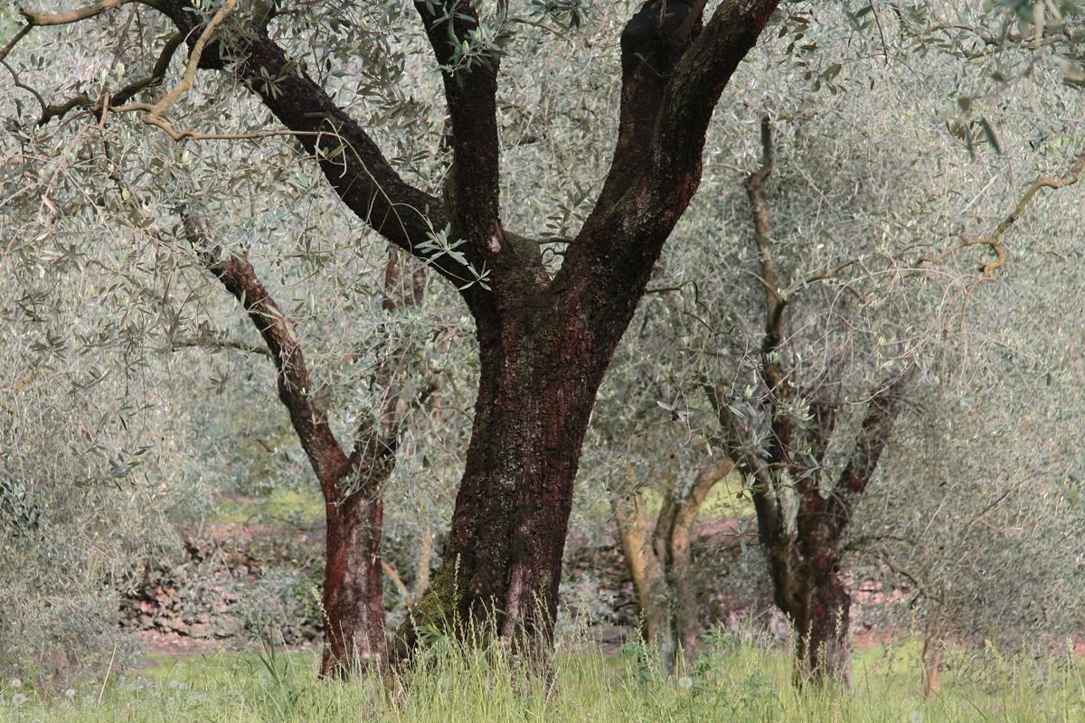 Olives...