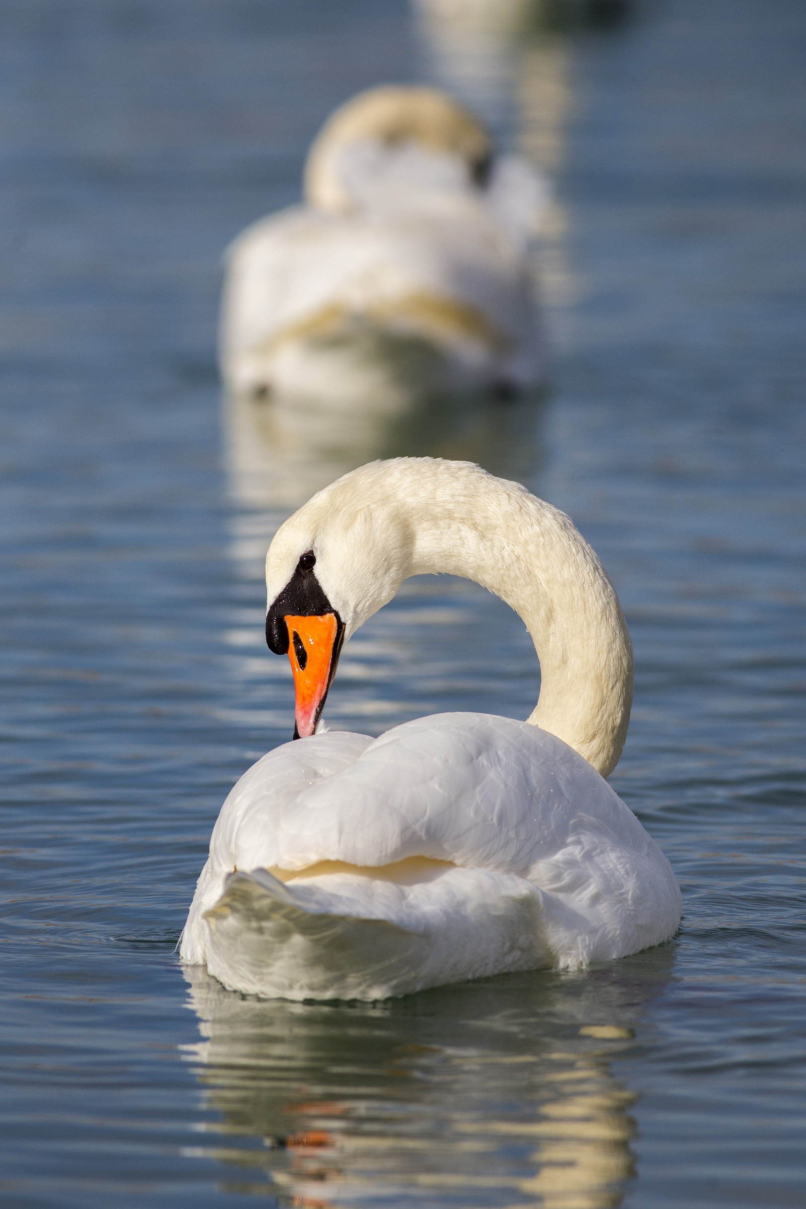 Swan ... 'royal'...