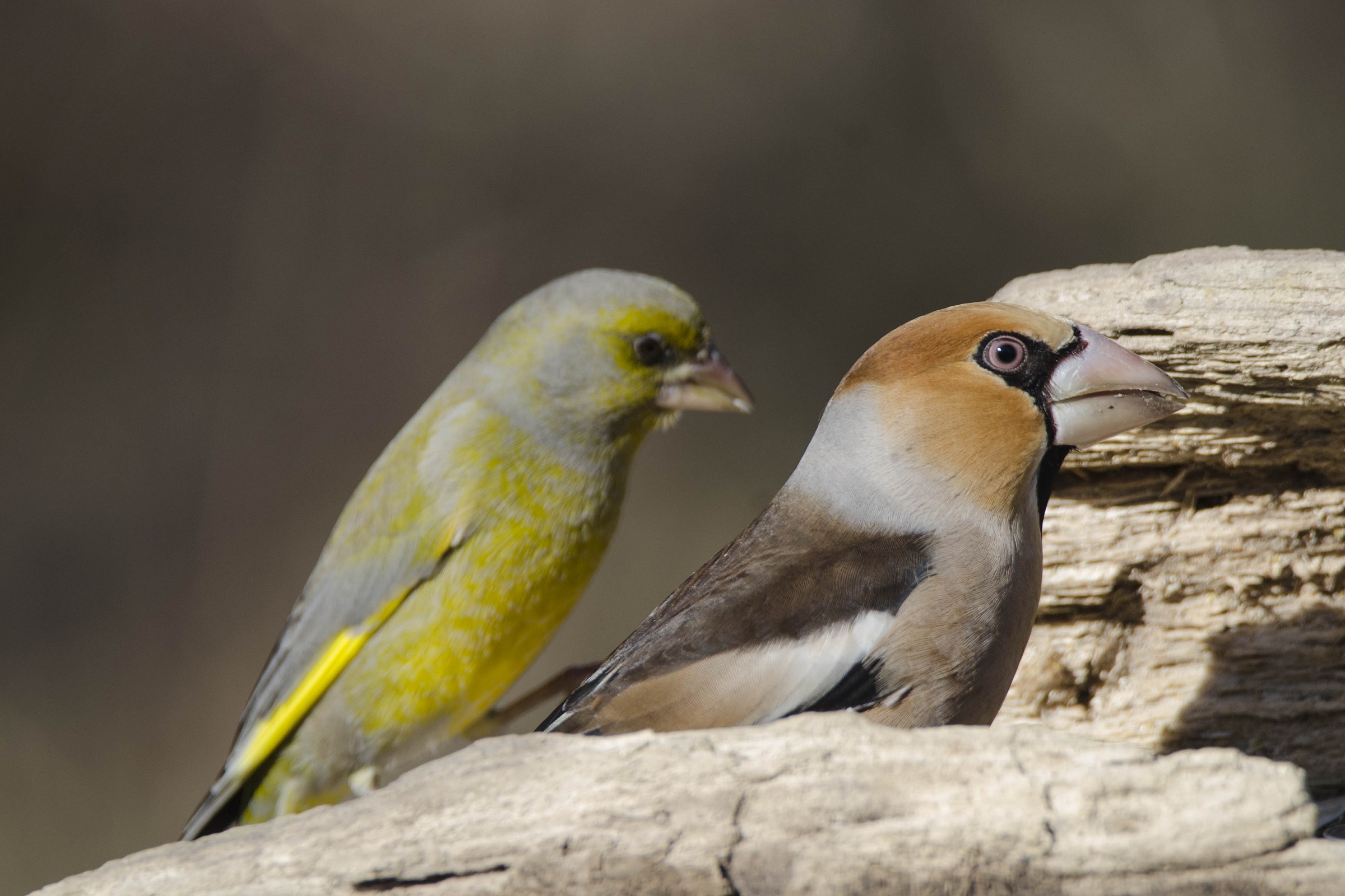Hawfinch and greenfinch...
