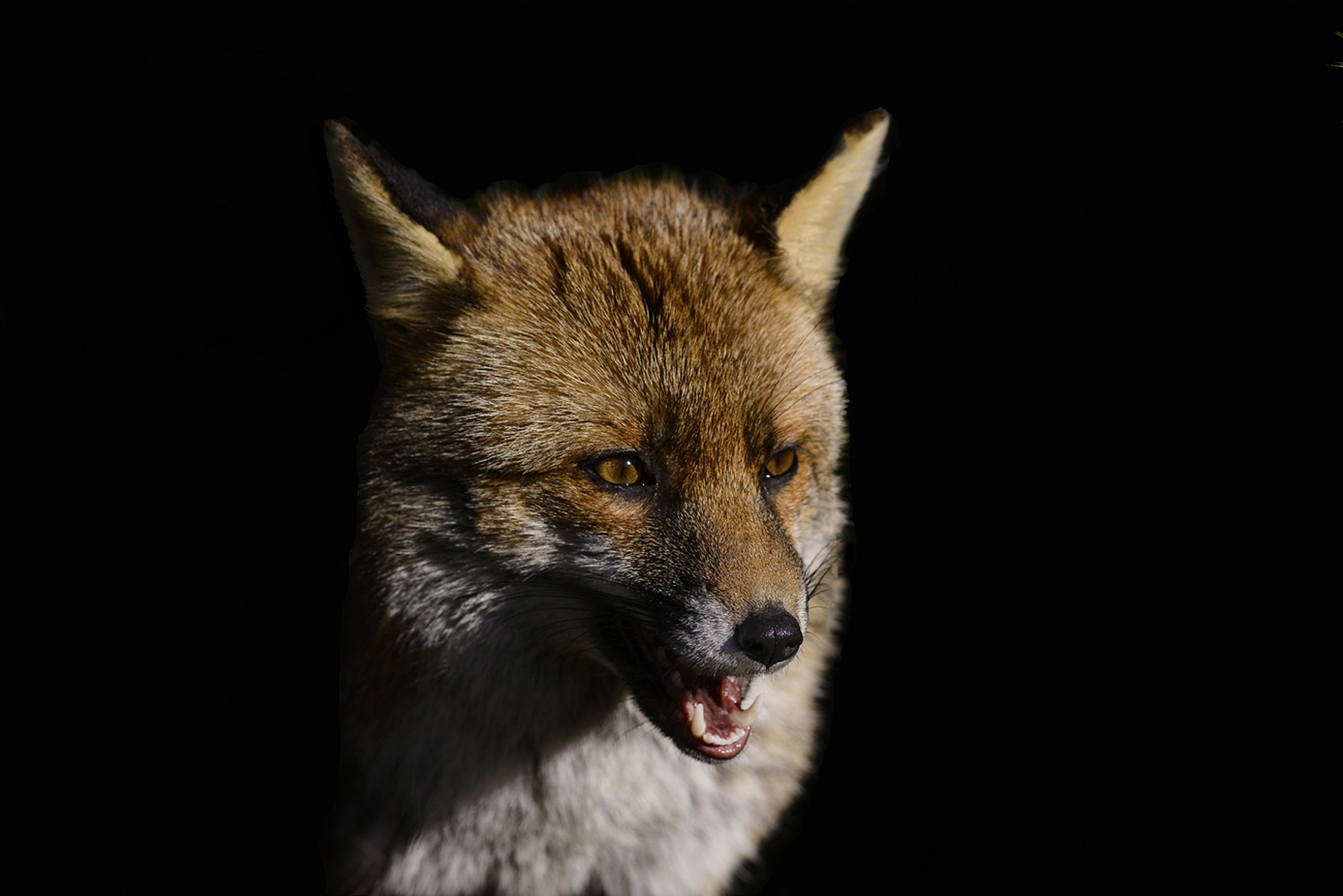 fox in the dark...