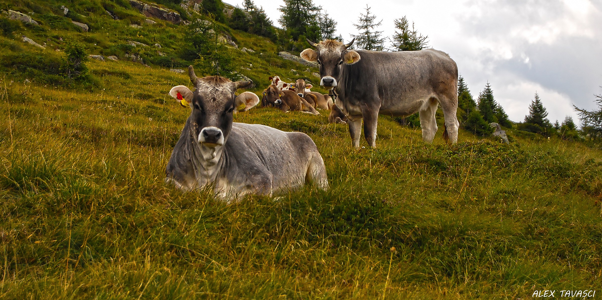Cows grazing...