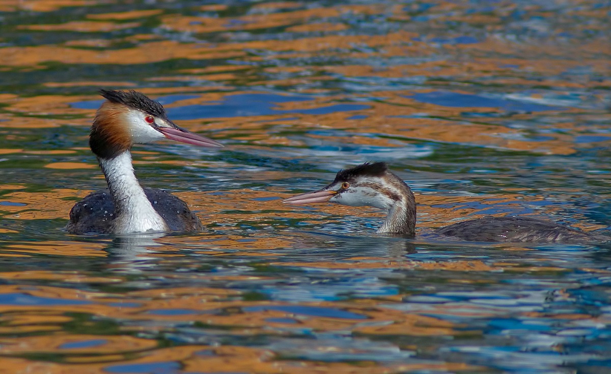 Grebes In Colors...