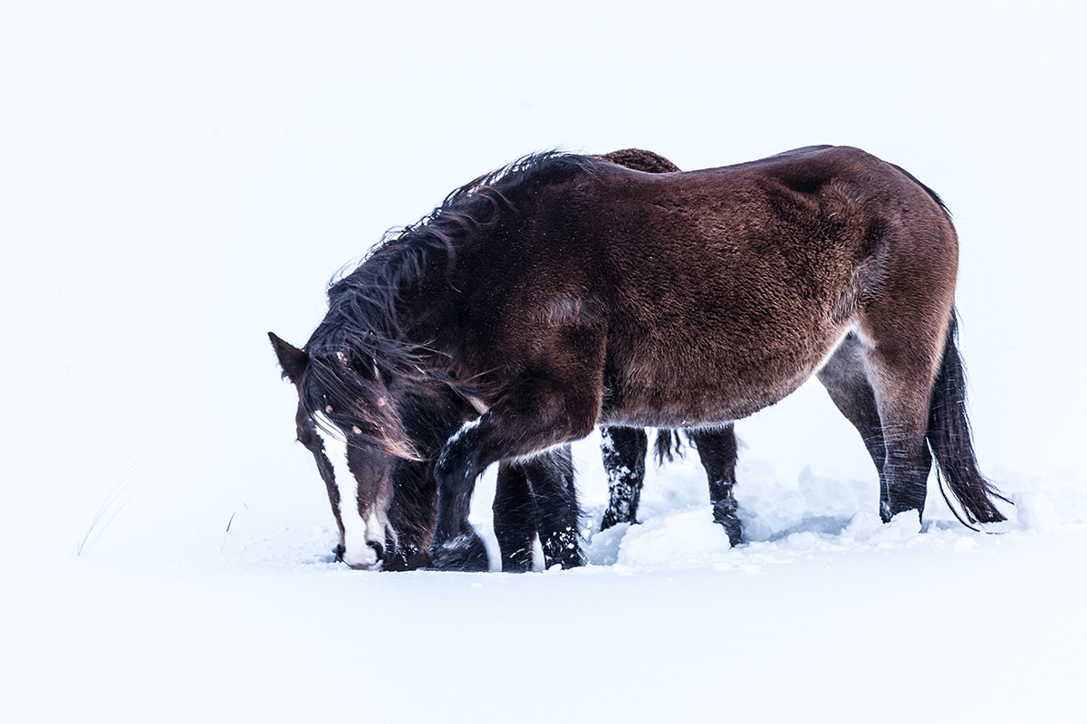 In search of food...