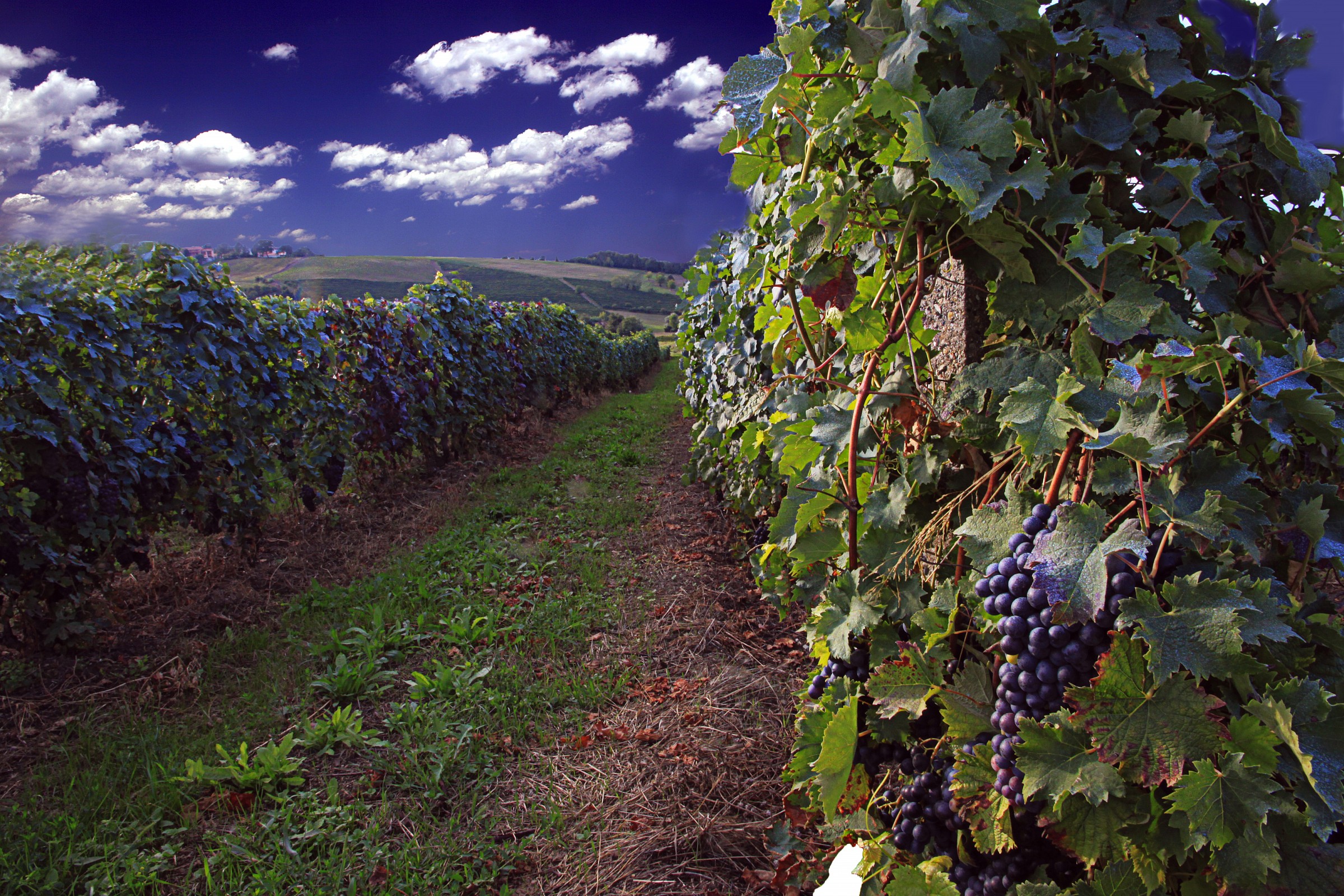 land of wine (Monferrato)...