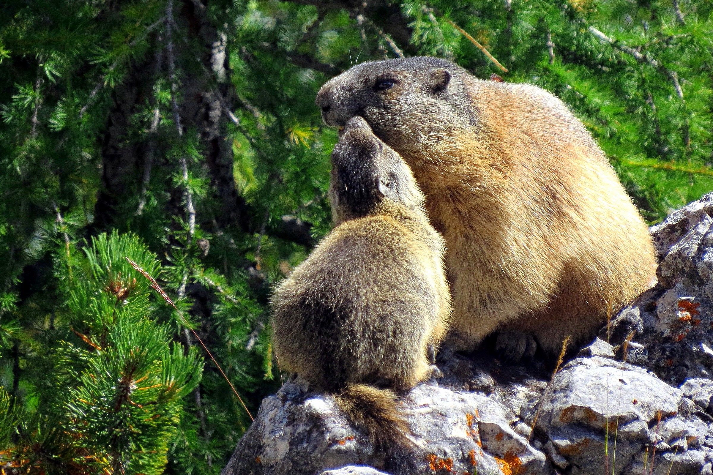 marmots 1...