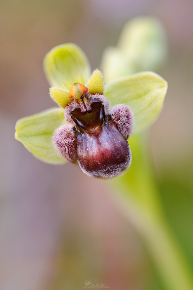 Ophrys bombyliflora...