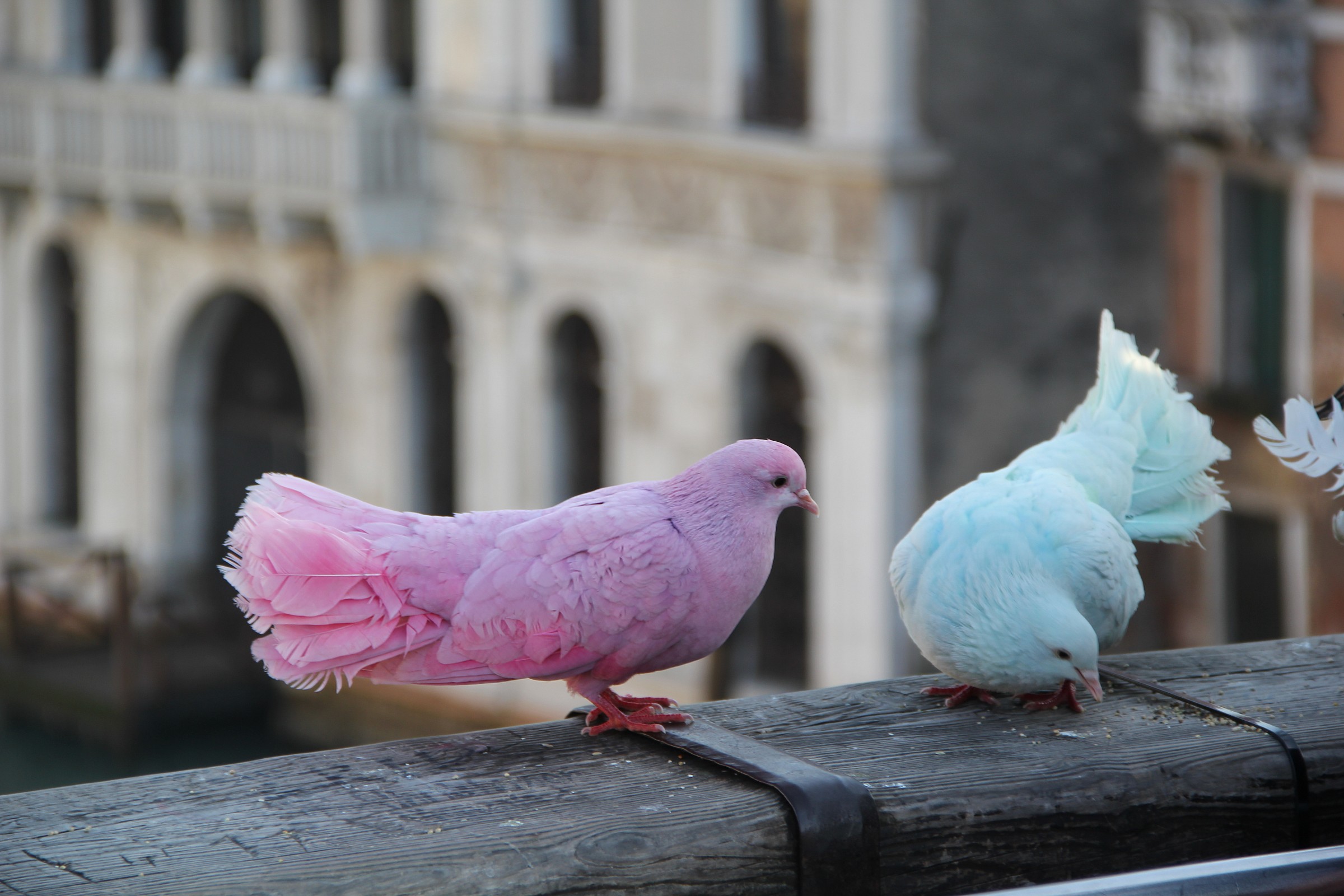 colombe pastello...
