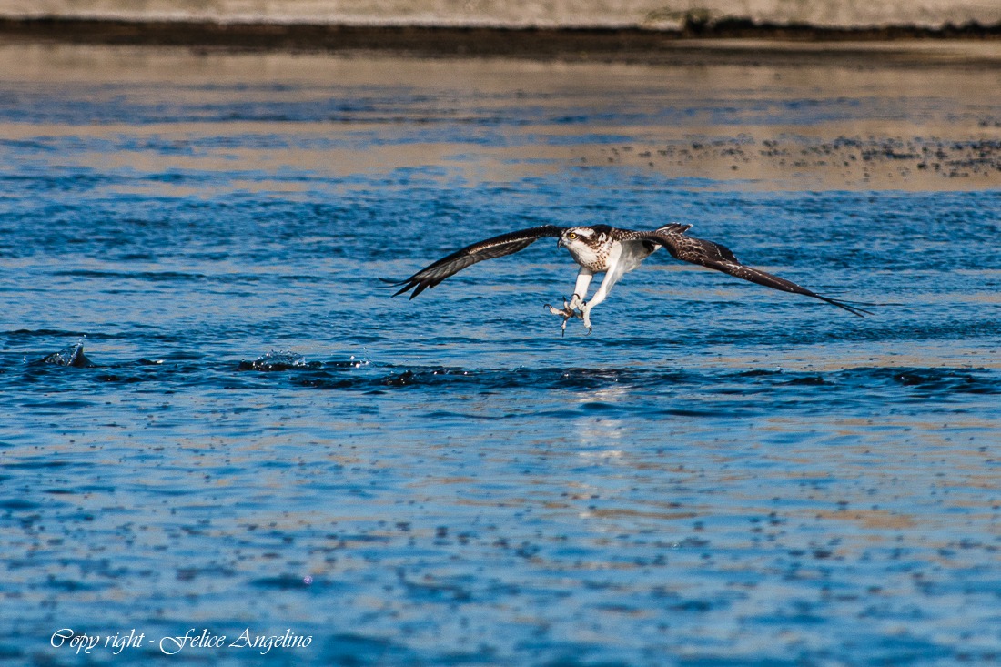 Osprey...