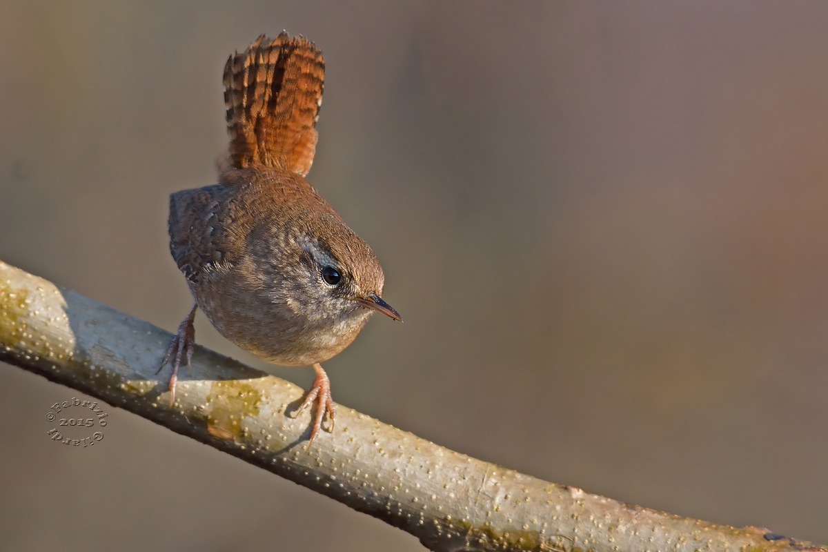 Wren (Troglodytes troglodytes)...