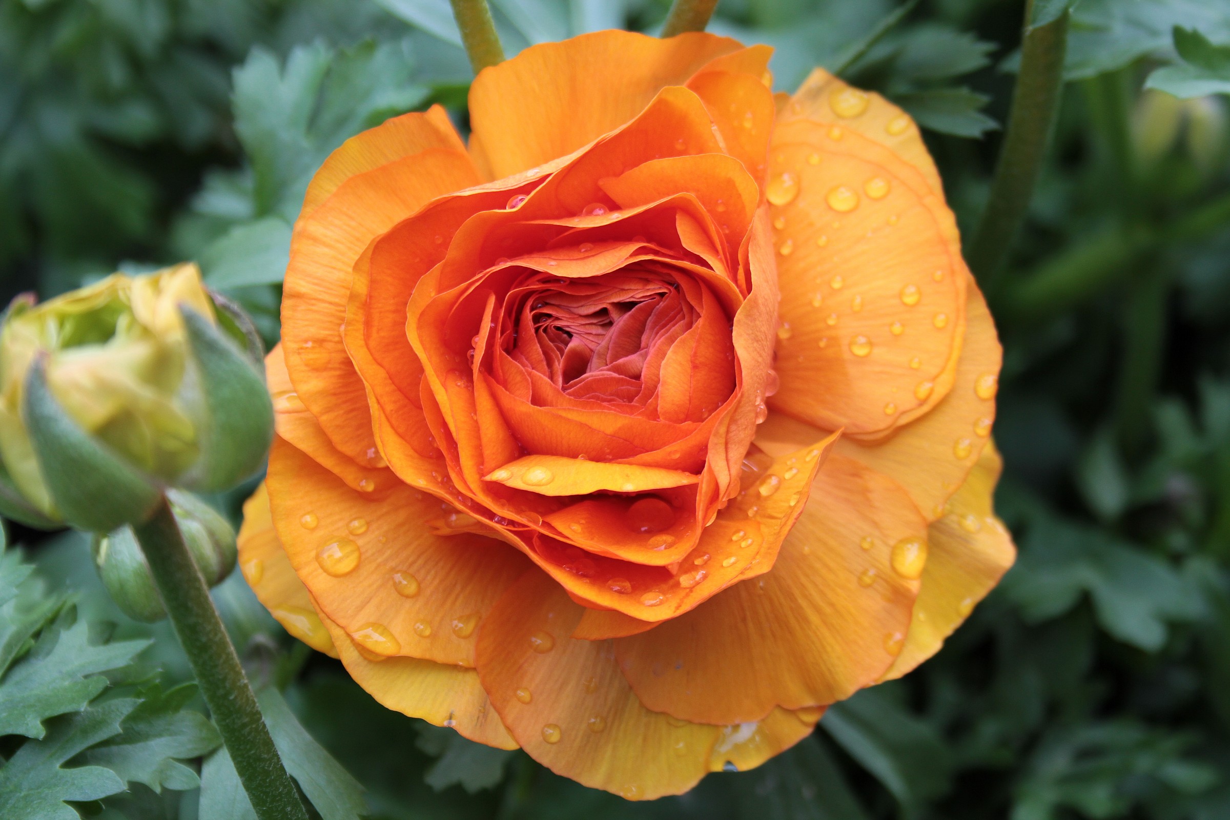 Like an big Orange ;)...