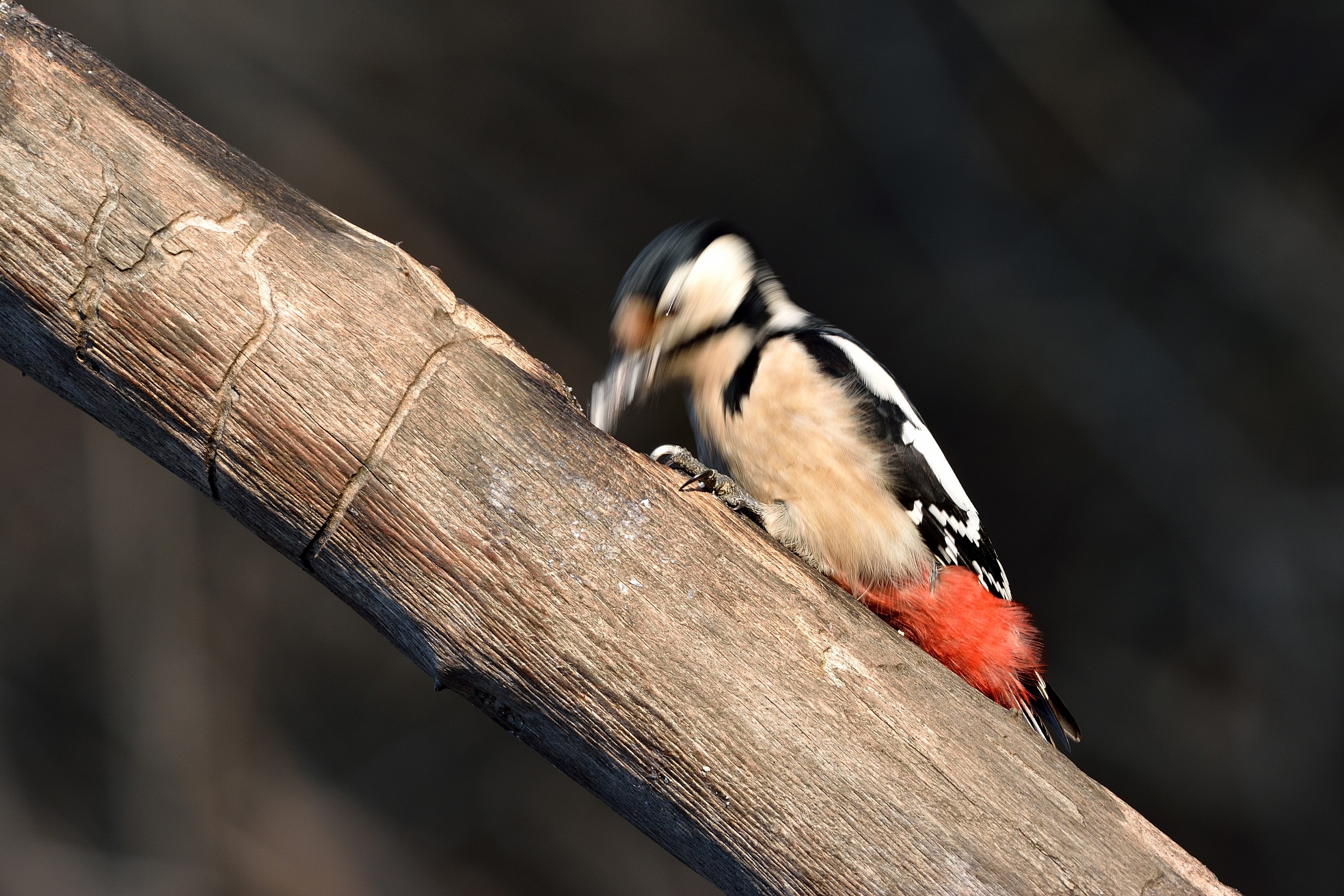 Woodpecker at work...