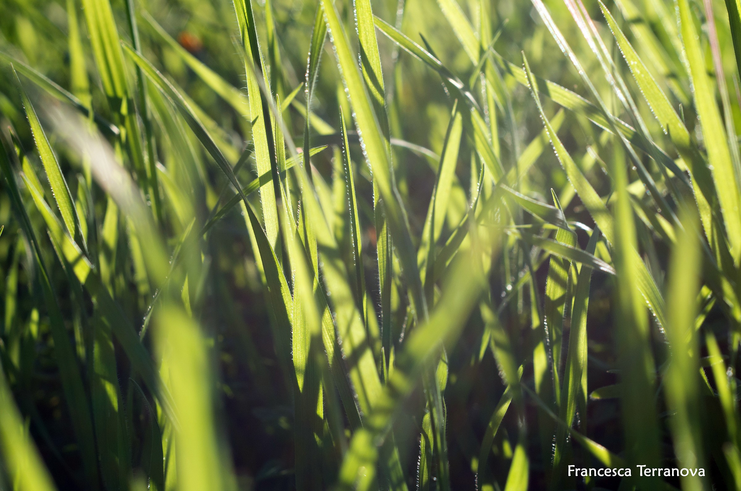 Grass and perfect light...