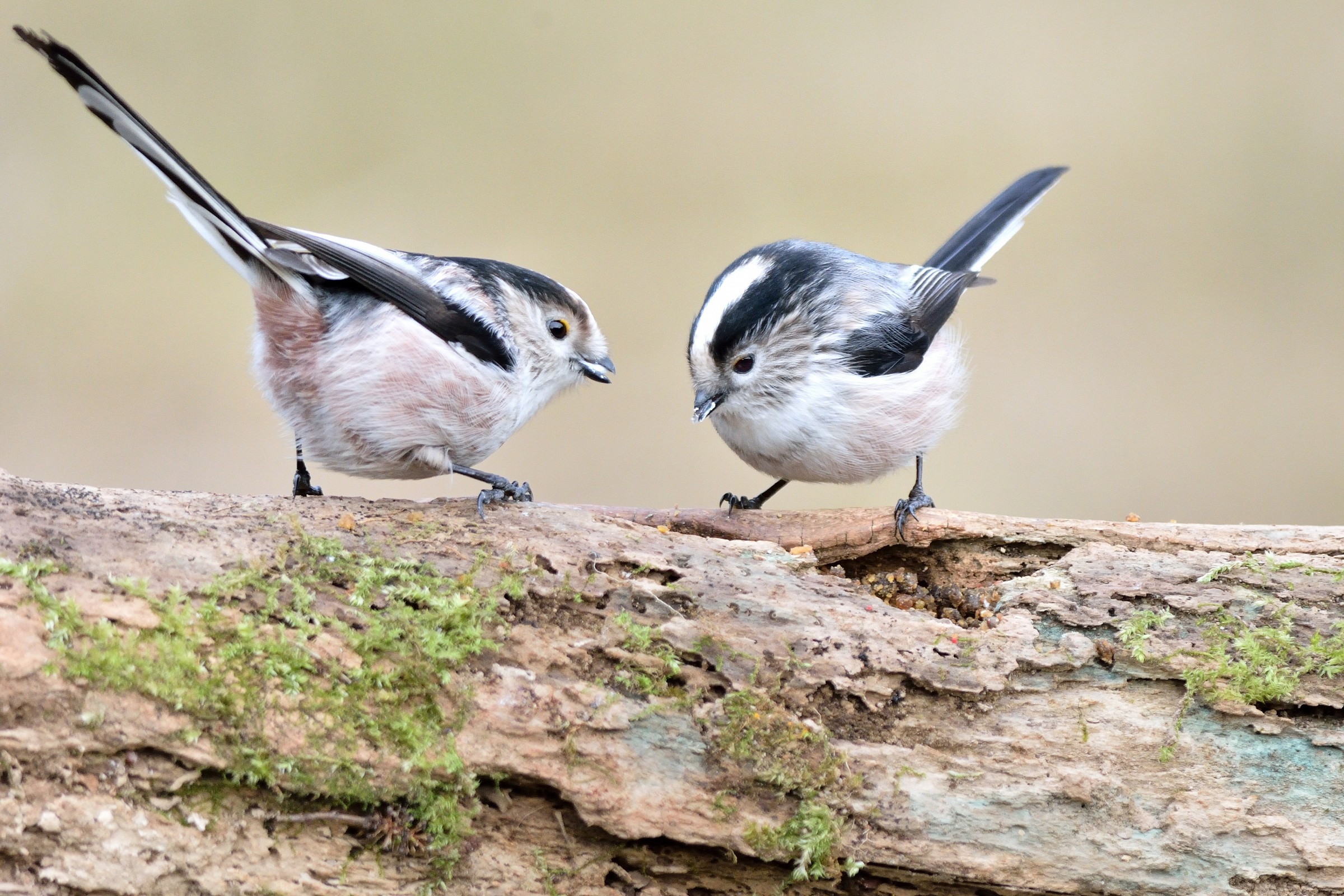 Long-tailed tits in the mirror...