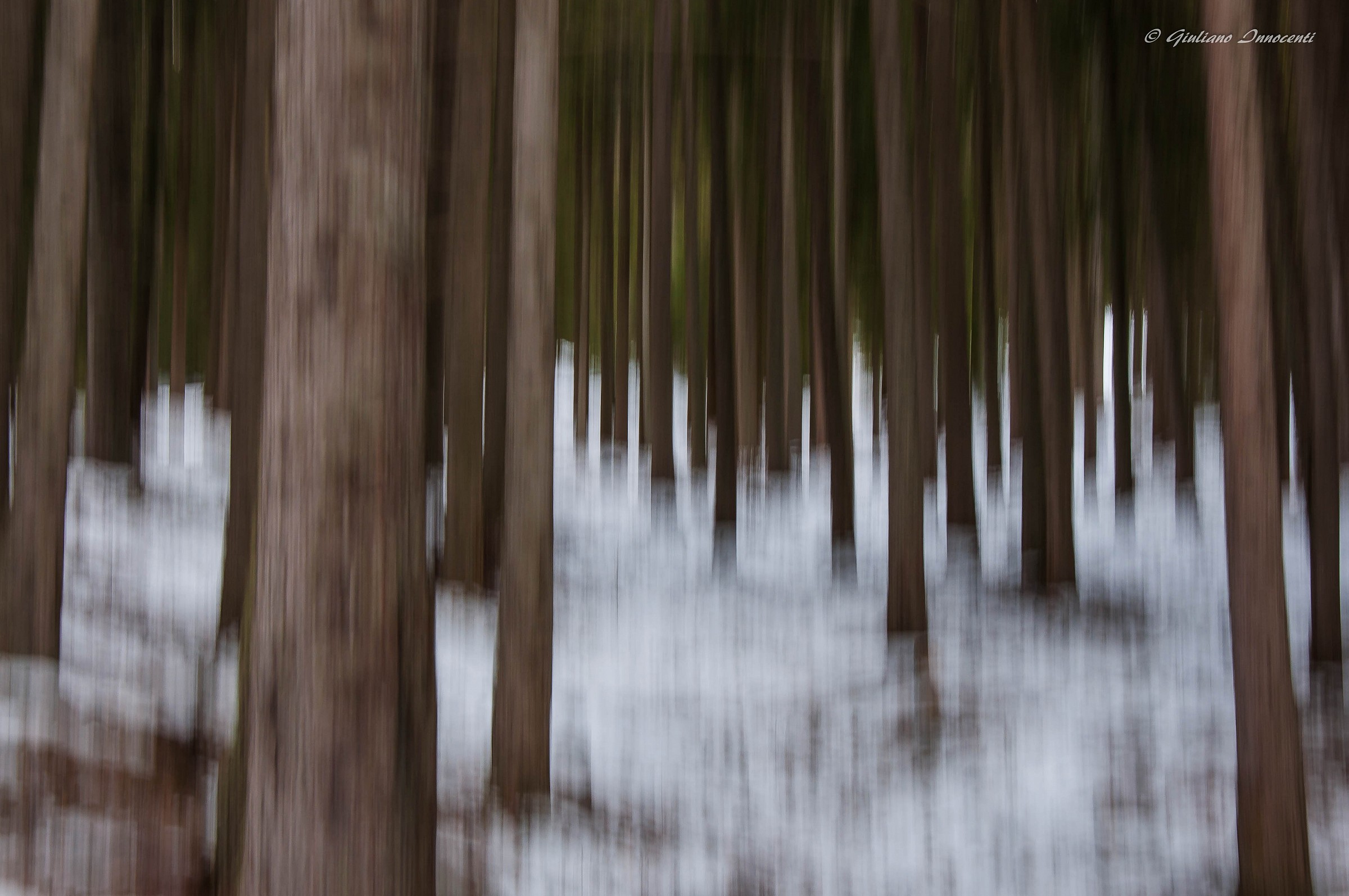 dipingendo il bosco innevato...