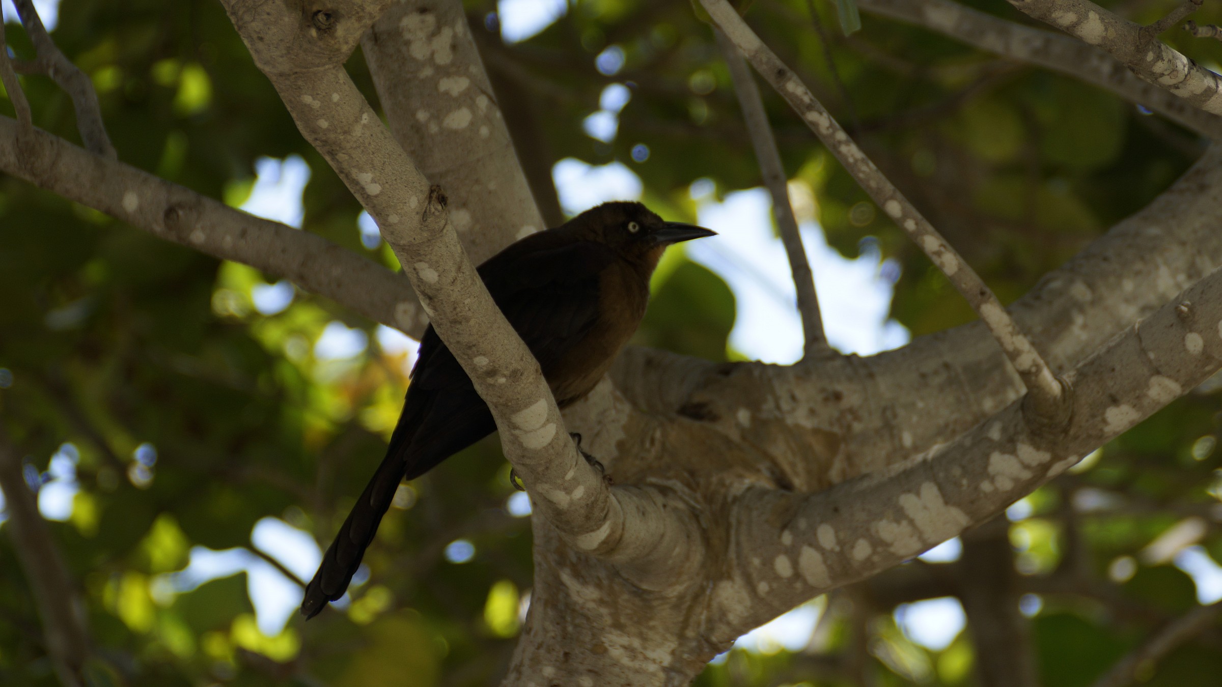 blackbird, Mexican...