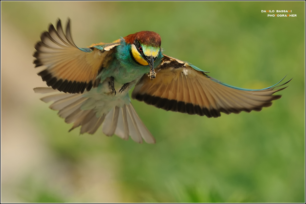 Bee-eater with bee in flight...