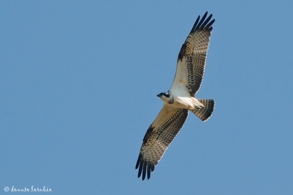 Osprey...