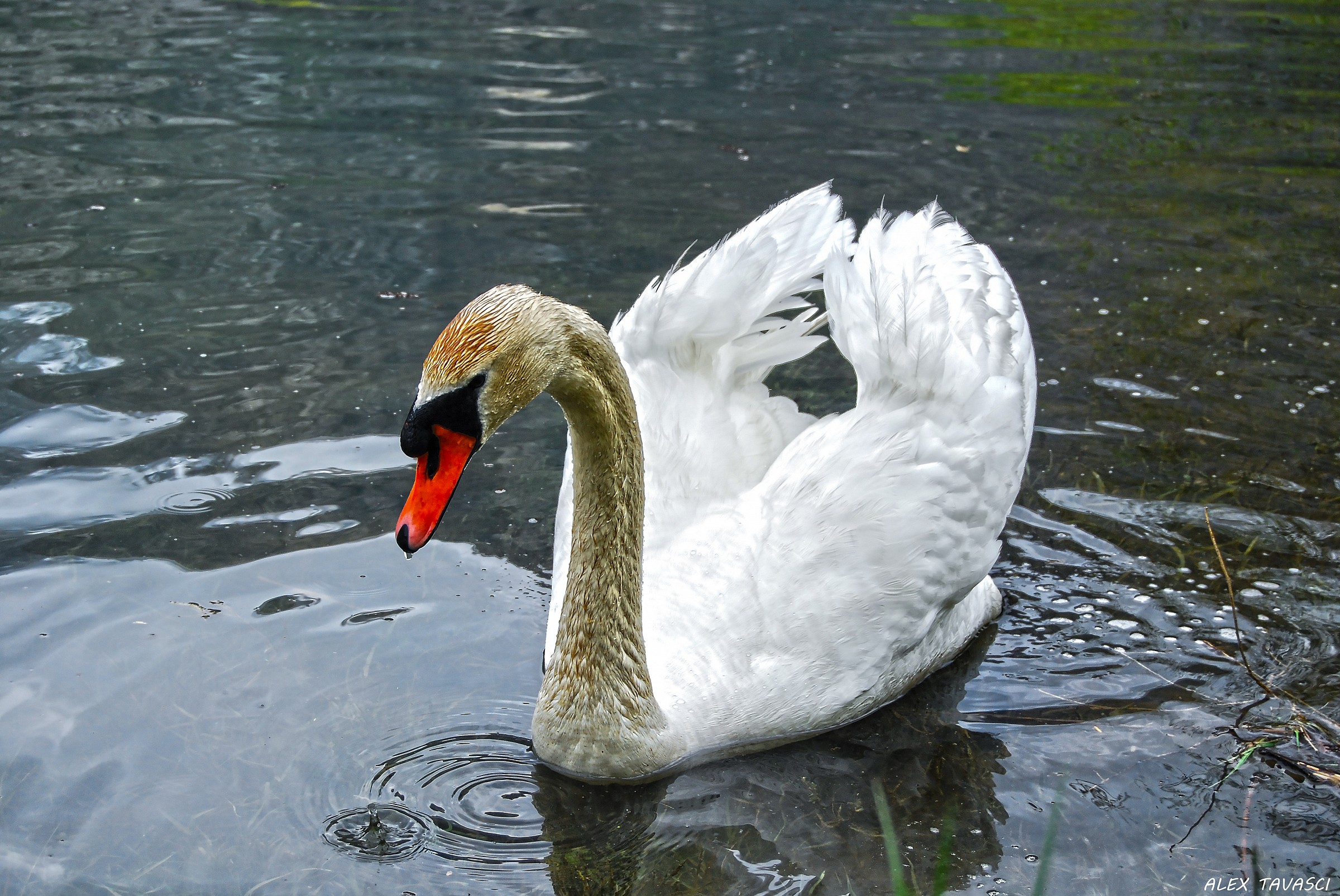 Swan lake...