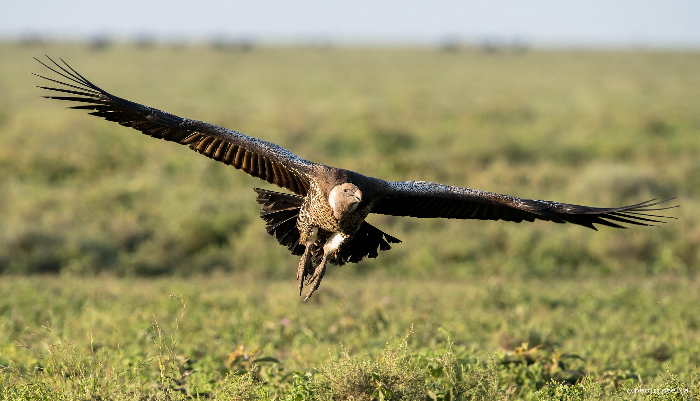 flying vulture...