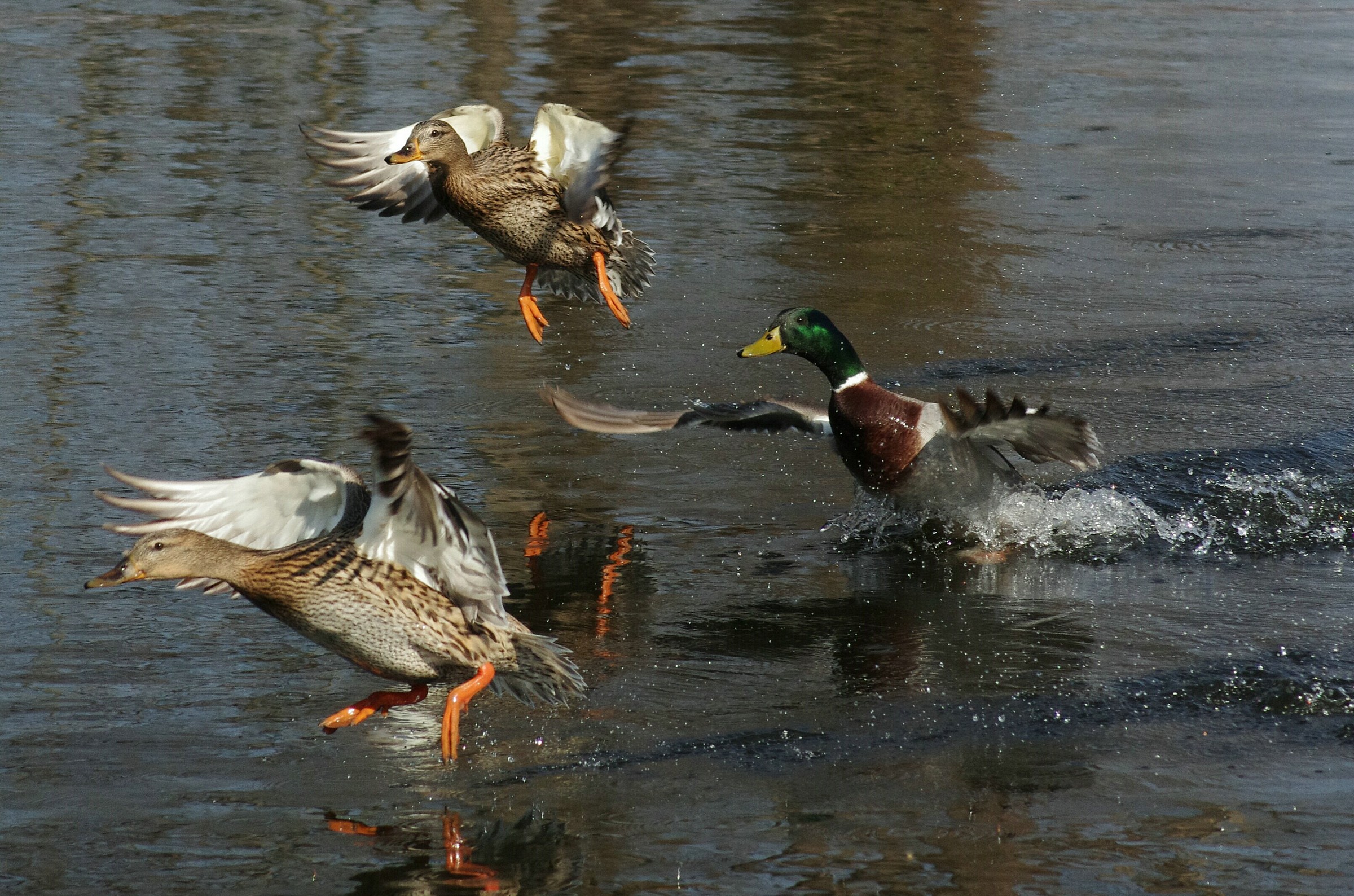free flight...