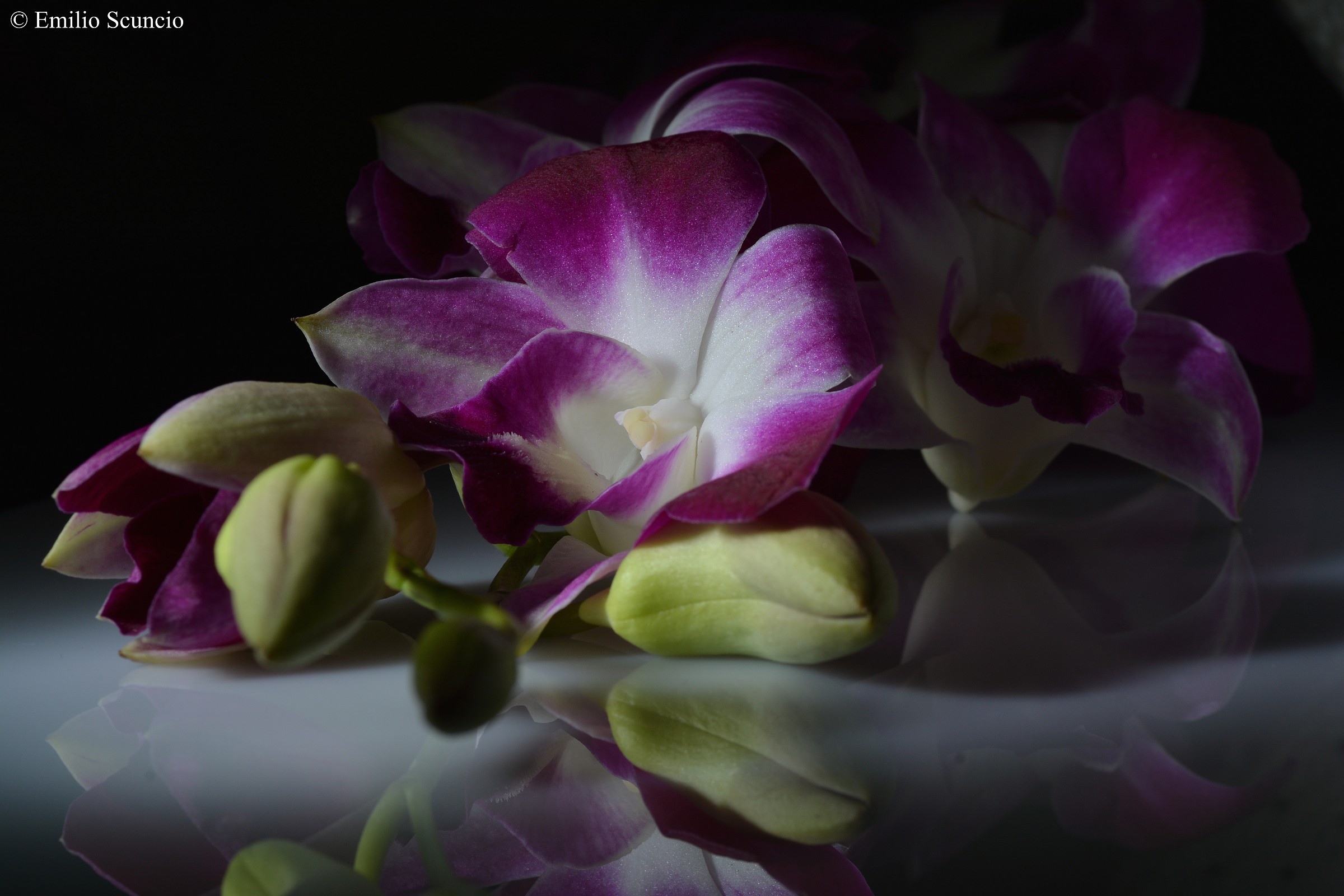 Orchids mirrored...