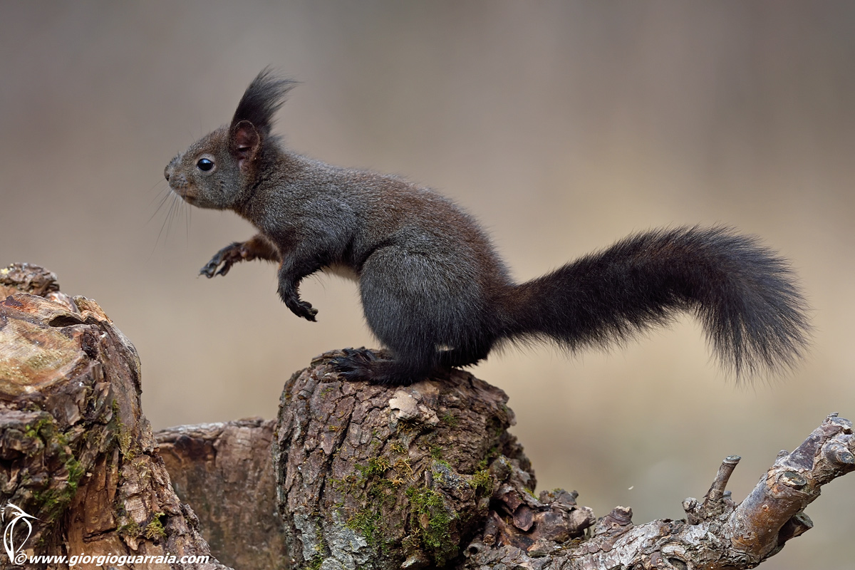 Red Squirrel...