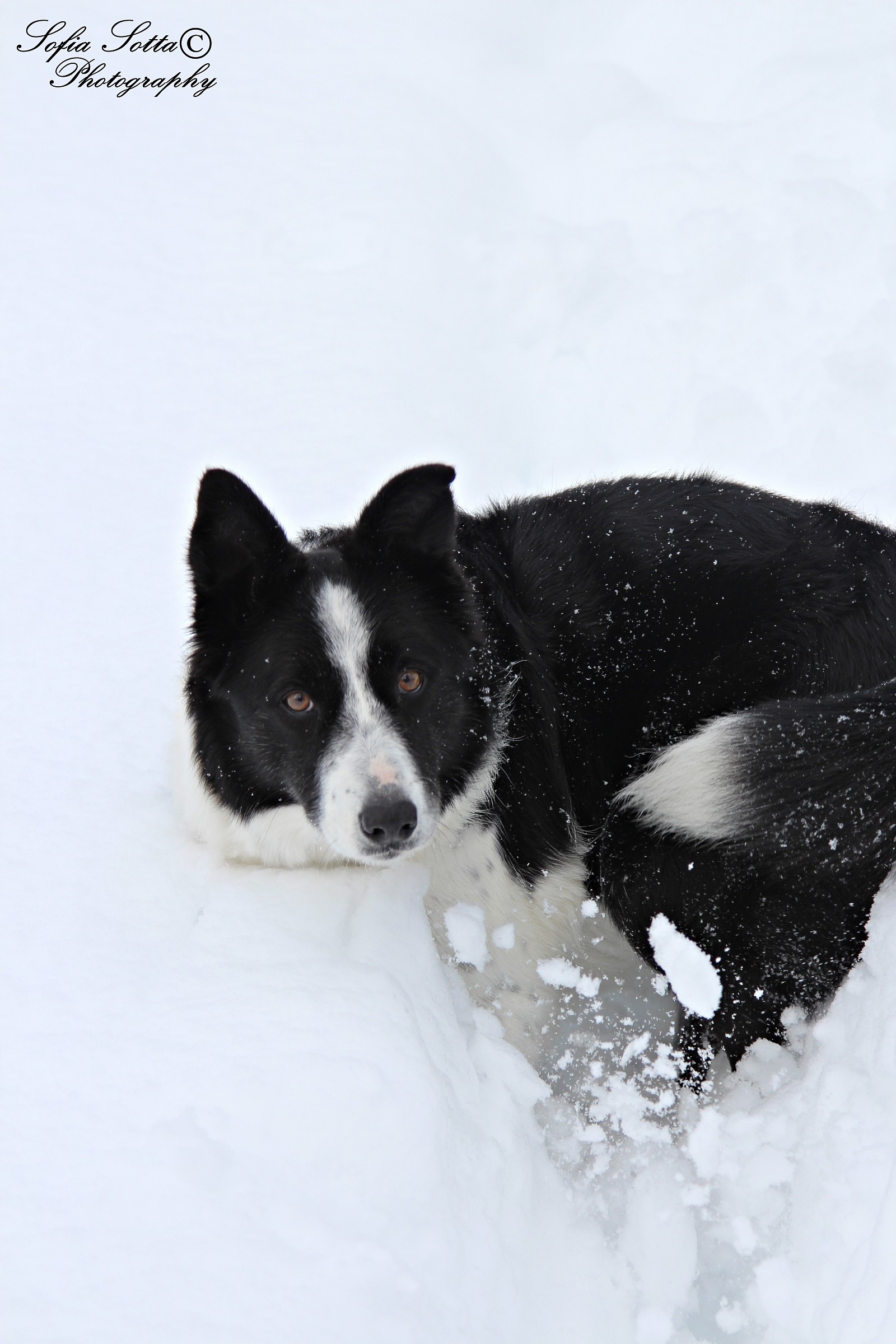 Dog Snow...