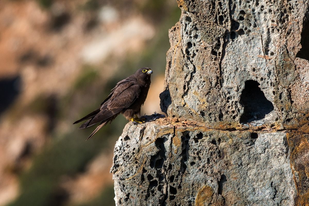 Falco della regina posato (Falco eleonorae)...
