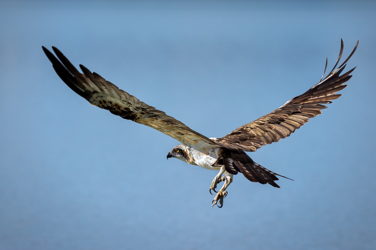 Osprey in flight...