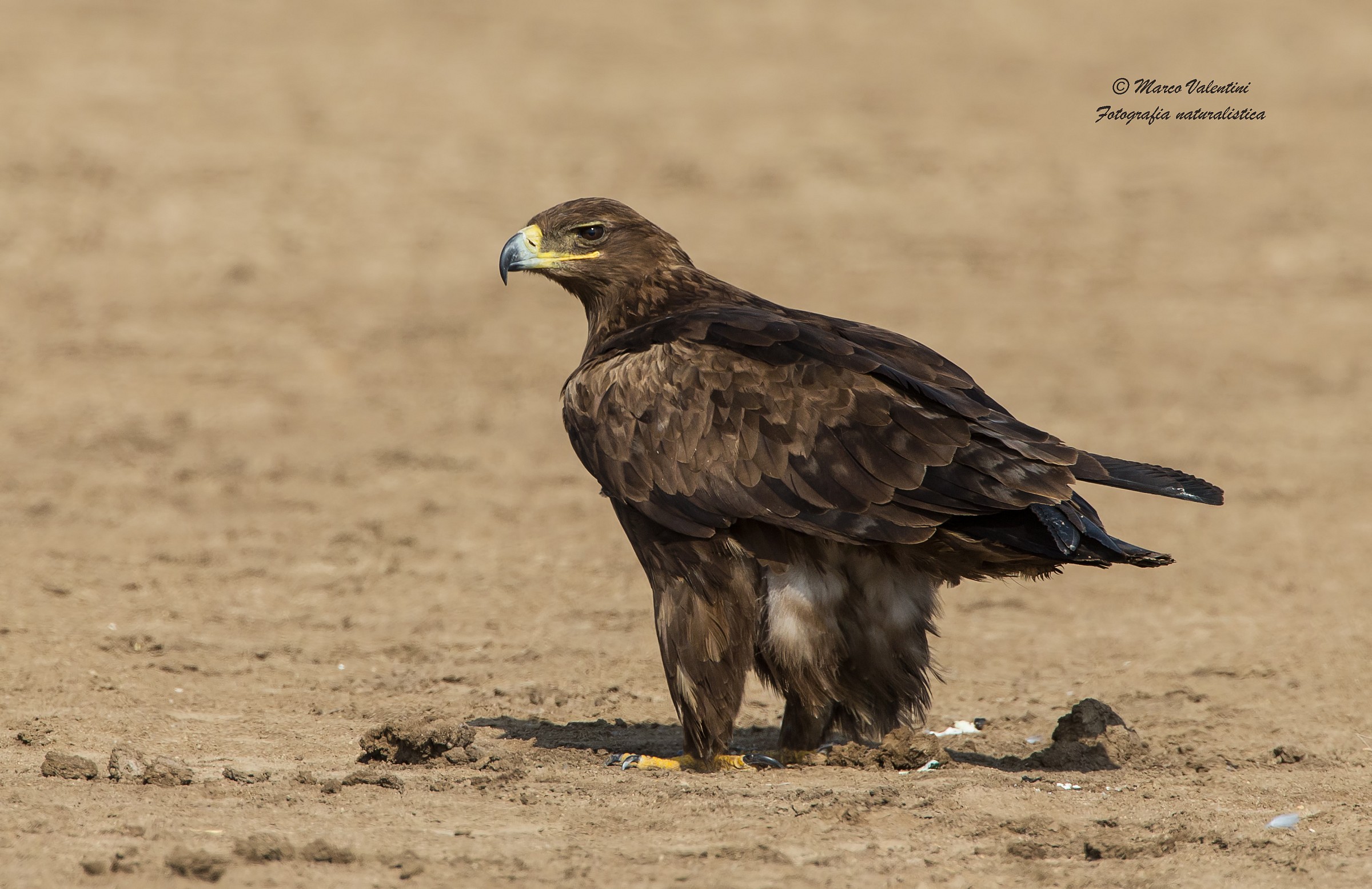 Queen of the steppe...