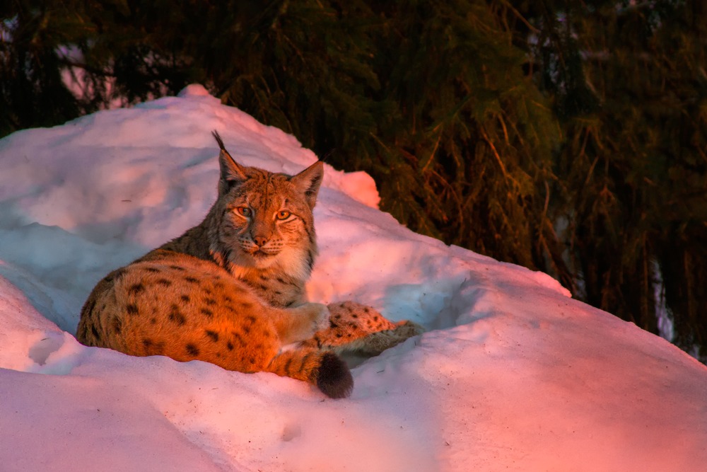 Lynx at Sunset...