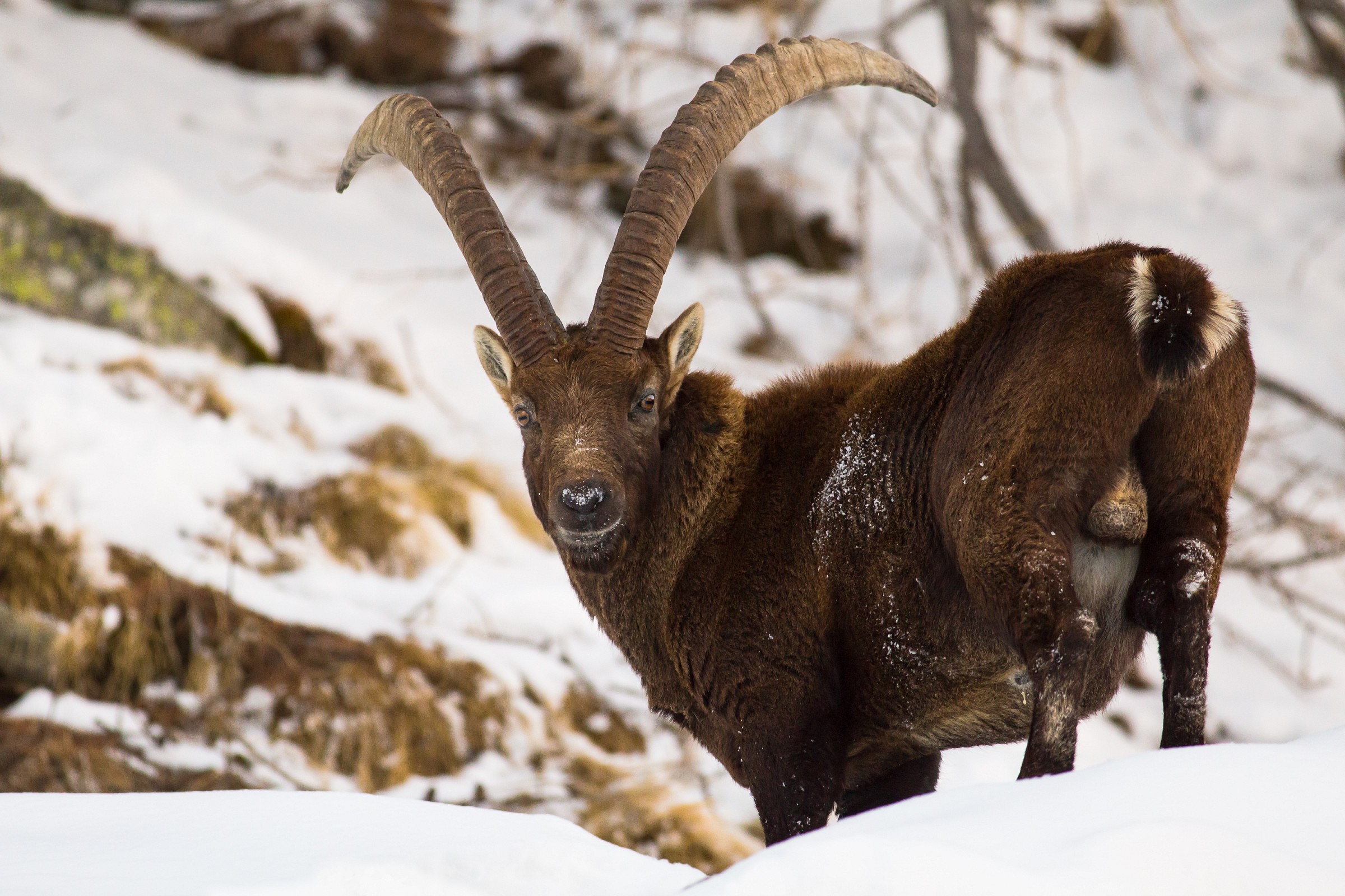 The ibex has noticed us...