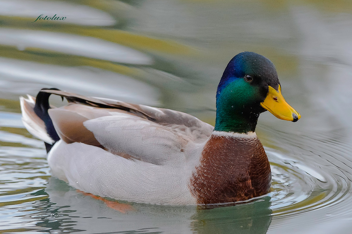 Mallard (Oasis Cervara)...