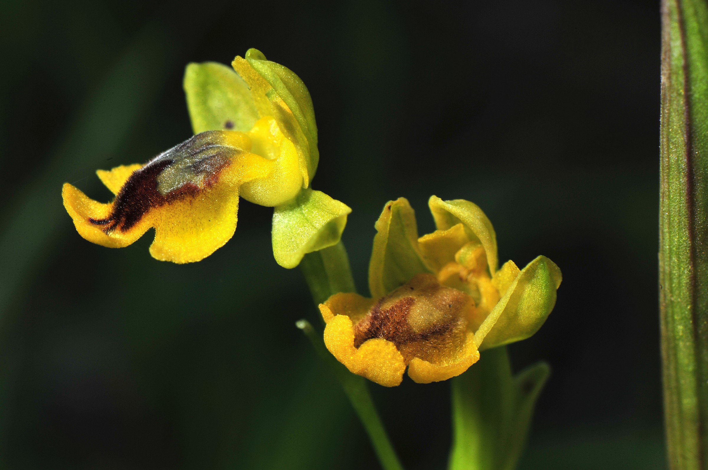 ophrys lutea lower...