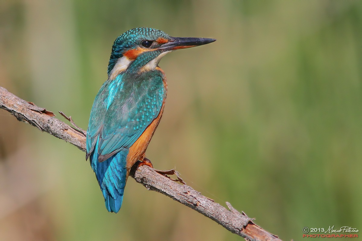 Kingfisher (Alcedo atthis)...