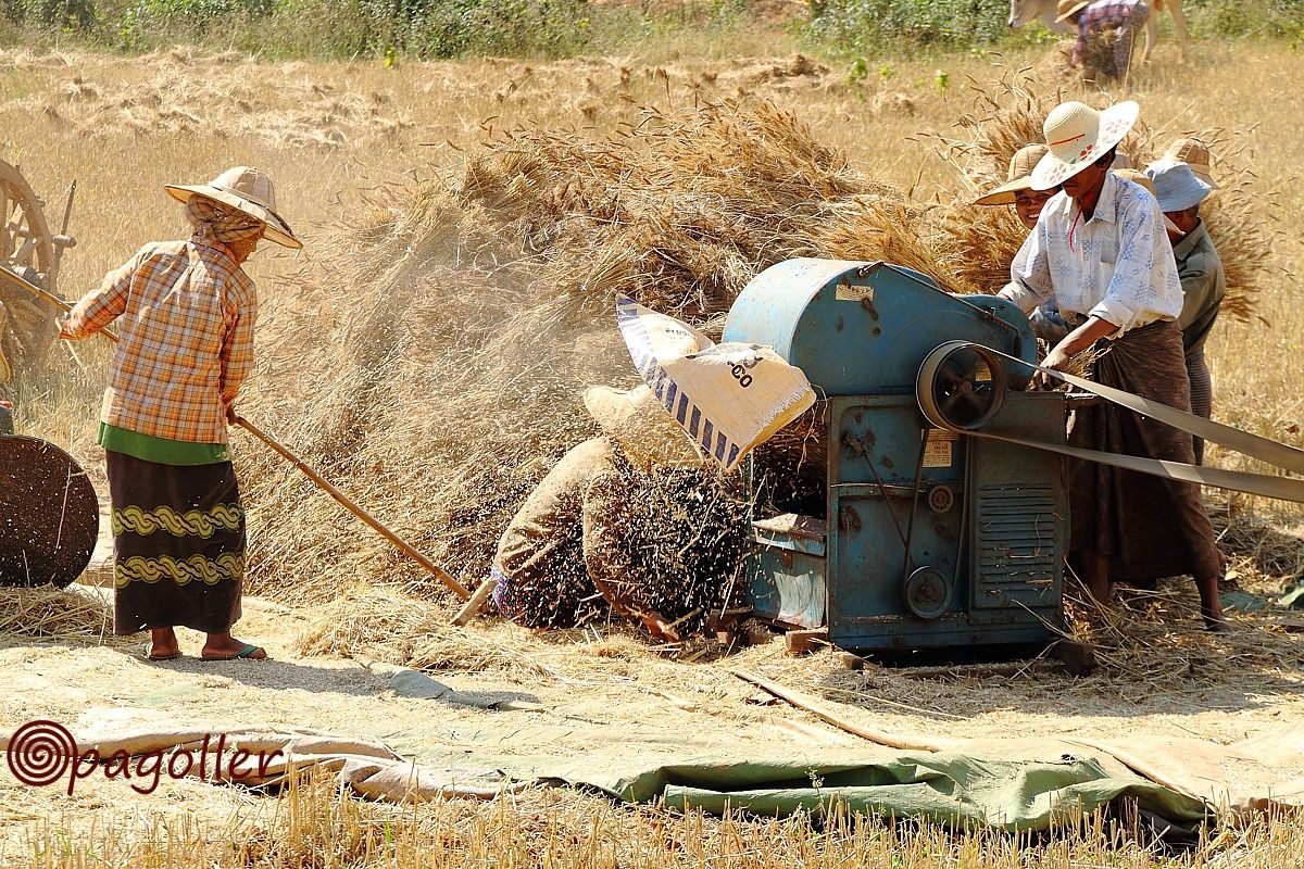Trebbiatura grano Birmania...